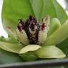 Fotografia 9 da espécie Austrobaileya scandens do Jardim Botânico UTAD