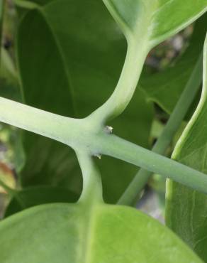 Fotografia 10 da espécie Austrobaileya scandens no Jardim Botânico UTAD