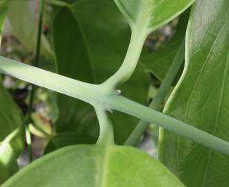 Fotografia da espécie Austrobaileya scandens