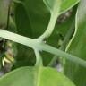 Fotografia 10 da espécie Austrobaileya scandens do Jardim Botânico UTAD