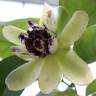 Fotografia 11 da espécie Austrobaileya scandens do Jardim Botânico UTAD