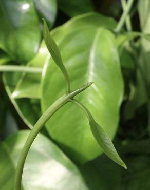 Fotografia 13 da espécie Austrobaileya scandens no Jardim Botânico UTAD