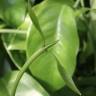 Fotografia 13 da espécie Austrobaileya scandens do Jardim Botânico UTAD