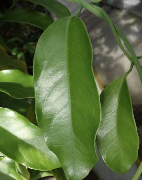 Fotografia 14 da espécie Austrobaileya scandens no Jardim Botânico UTAD