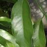 Fotografia 14 da espécie Austrobaileya scandens do Jardim Botânico UTAD