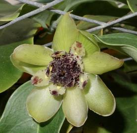 Fotografia da espécie Austrobaileya scandens