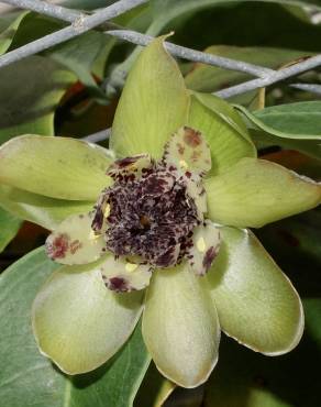 Fotografia 15 da espécie Austrobaileya scandens no Jardim Botânico UTAD