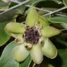 Fotografia 15 da espécie Austrobaileya scandens do Jardim Botânico UTAD