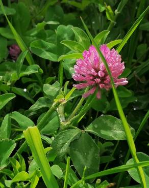 Fotografia 7 da espécie Trifolium pratense subesp. pratense var. pratense no Jardim Botânico UTAD
