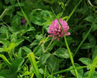 Fotografia da espécie Trifolium pratense subesp. pratense var. pratense