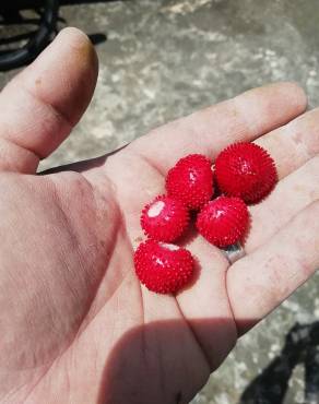 Fotografia 13 da espécie Duchesnea indica no Jardim Botânico UTAD