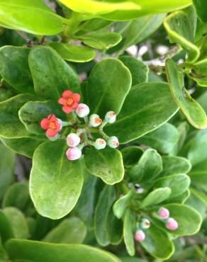 Fotografia 6 da espécie Canella winterana no Jardim Botânico UTAD