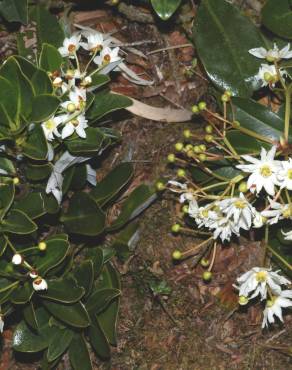 Fotografia 5 da espécie Drimys granadensis no Jardim Botânico UTAD