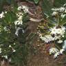 Fotografia 5 da espécie Drimys granadensis do Jardim Botânico UTAD