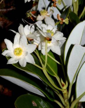 Fotografia 8 da espécie Drimys granadensis no Jardim Botânico UTAD