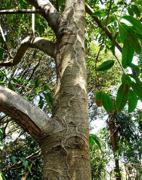 Fotografia 2 da espécie Idiospermum australiense no Jardim Botânico UTAD