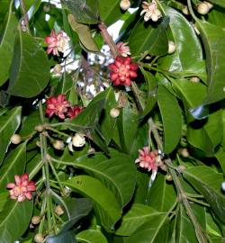 Fotografia da espécie Idiospermum australiense