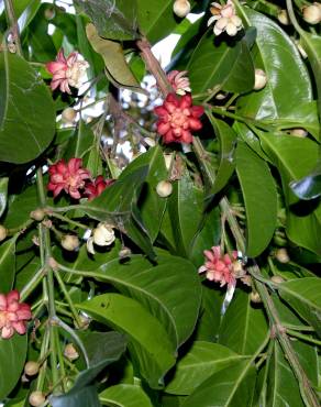 Fotografia 3 da espécie Idiospermum australiense no Jardim Botânico UTAD