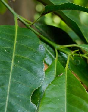 Fotografia 5 da espécie Idiospermum australiense no Jardim Botânico UTAD