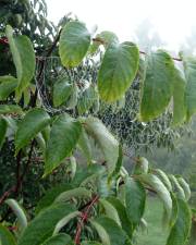 Fotografia da espécie Tapiscia sinensis