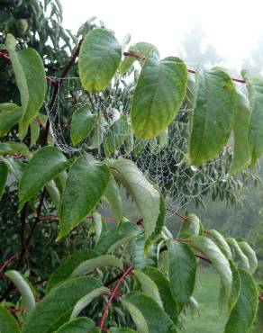 Fotografia 1 da espécie Tapiscia sinensis no Jardim Botânico UTAD