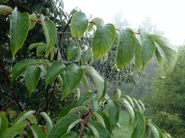 Fotografia da espécie Tapiscia sinensis