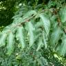 Fotografia 3 da espécie Tapiscia sinensis do Jardim Botânico UTAD