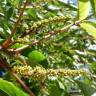 Fotografia 4 da espécie Tapiscia sinensis do Jardim Botânico UTAD