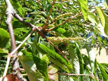 Fotografia da espécie Tapiscia sinensis