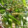 Fotografia 6 da espécie Tapiscia sinensis do Jardim Botânico UTAD