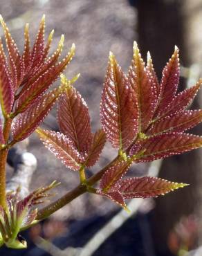 Fotografia 7 da espécie Tapiscia sinensis no Jardim Botânico UTAD