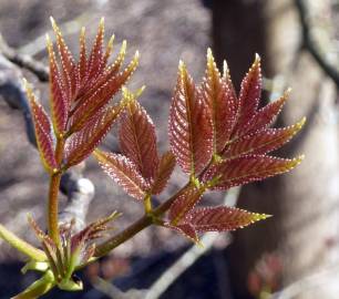 Fotografia da espécie Tapiscia sinensis