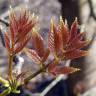 Fotografia 7 da espécie Tapiscia sinensis do Jardim Botânico UTAD