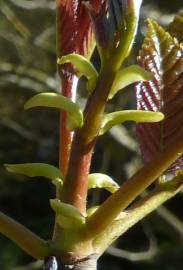 Fotografia da espécie Tapiscia sinensis