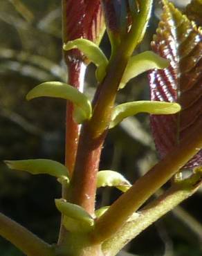 Fotografia 8 da espécie Tapiscia sinensis no Jardim Botânico UTAD