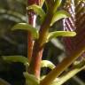 Fotografia 8 da espécie Tapiscia sinensis do Jardim Botânico UTAD