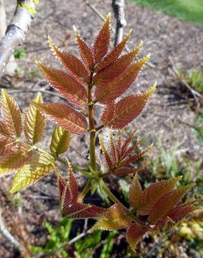 Fotografia 9 da espécie Tapiscia sinensis no Jardim Botânico UTAD