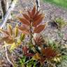 Fotografia 9 da espécie Tapiscia sinensis do Jardim Botânico UTAD