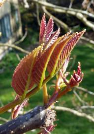 Fotografia da espécie Tapiscia sinensis