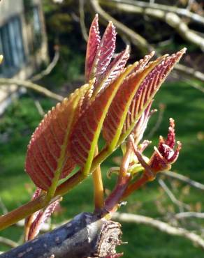 Fotografia 10 da espécie Tapiscia sinensis no Jardim Botânico UTAD