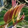 Fotografia 10 da espécie Tapiscia sinensis do Jardim Botânico UTAD