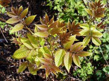 Fotografia da espécie Tapiscia sinensis