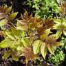 Fotografia 12 da espécie Tapiscia sinensis do Jardim Botânico UTAD