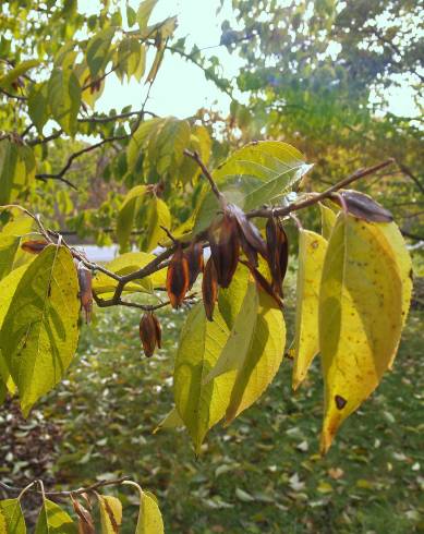 Fotografia de capa Eucommia ulmoides - do Jardim Botânico