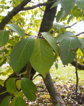 Fotografia 3 da espécie Eucommia ulmoides no Jardim Botânico UTAD