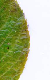 Fotografia da espécie Eucommia ulmoides