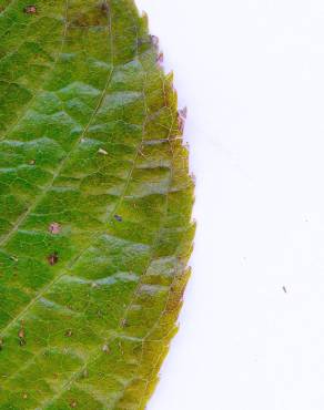 Fotografia 7 da espécie Eucommia ulmoides no Jardim Botânico UTAD