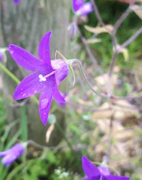 Fotografia 9 da espécie Campanula lusitanica subesp. lusitanica no Jardim Botânico UTAD