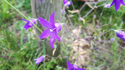 Fotografia da espécie Campanula lusitanica subesp. lusitanica