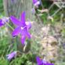 Fotografia 9 da espécie Campanula lusitanica subesp. lusitanica do Jardim Botânico UTAD